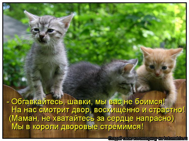 Котоматрица: - Обгавкайтесь, шавки, мы вас не боимся! На нас смотрит двор, восхищённо и страстно! (Маман, не хватайтесь за сердце напрасно) Мы в короли двор