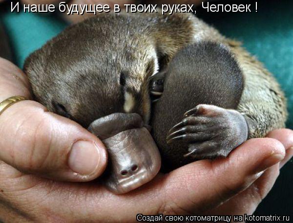 И наше будущее в твоих руках, Человек !... Котоматрица: И наше будущее в твоих руках, Человек !