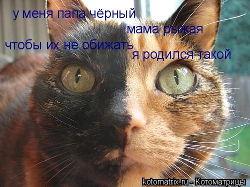 у меня папа чёрный мама рыжая чтобы их не обижать я родился такой... Котоматрица: у меня папа чёрный мама рыжая чтобы их не обижать я родился такой