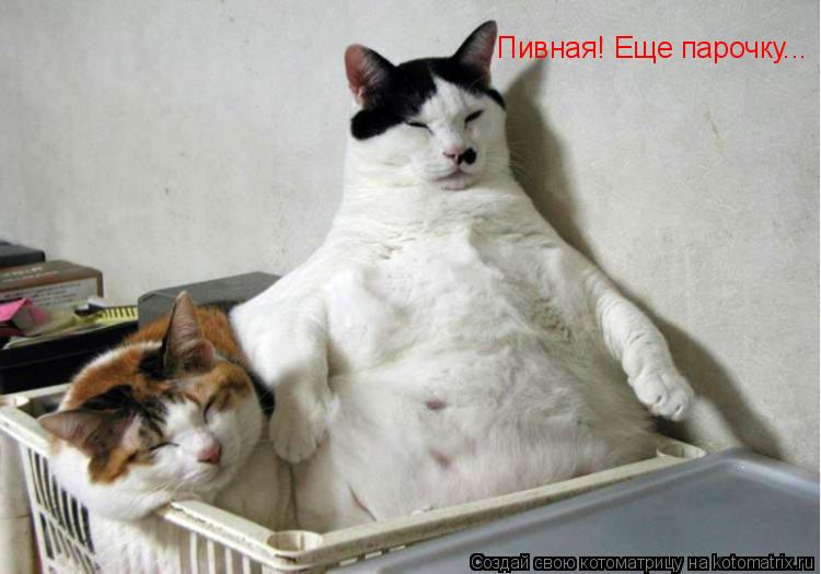 Пивная! Еще парочку...... Котоматрица: Пивная! Еще парочку...