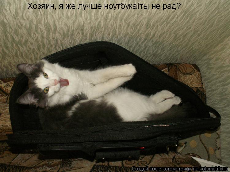 Хозяин, я же лучше ноутбука!ты не рад?... Котоматрица: Хозяин, я же лучше ноутбука!ты не рад?