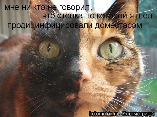 мне ни кто не говорил , что стенка по которой я шёл продицинфицировали доместасом... Котоматрица: мне ни кто не говорил , что стенка по которой я шёл продицинфицировали доместасом