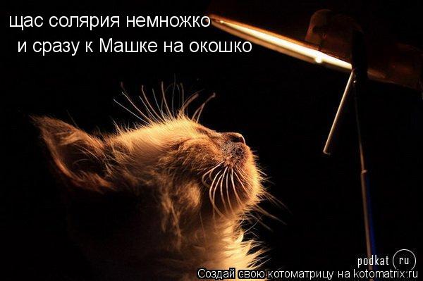 щас солярия немножко и сразу к Машке на окошко... Котоматрица: щас солярия немножко и сразу к Машке на окошко