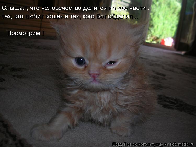Слышал, что человечество делится на две части : тех, кто любит кошек и тех, кого Бог обделил... Посмо... Котоматрица: Слышал, что человечество делится на две части : тех, кто любит кошек и тех, кого Бог обделил... Посмотрим !