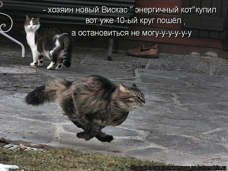 - хозяин новый Вискас " энергичный кот"купил вот уже 10-ый круг пошёл а остановиться не могу-у-у-у-у-... Котоматрица: - хозяин новый Вискас " энергичный кот"купил вот уже 10-ый круг пошёл а остановиться не могу-у-у-у-у-у ,