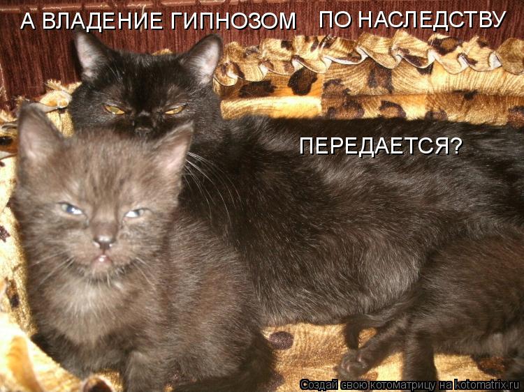 ПО НАСЛЕДСТВУ ПЕРЕДАЕТСЯ? А ВЛАДЕНИЕ ГИПНОЗОМ... Котоматрица: ПО НАСЛЕДСТВУ ПЕРЕДАЕТСЯ? А ВЛАДЕНИЕ ГИПНОЗОМ
