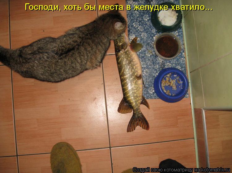 Господи, хоть бы места в желудке хватило...... Котоматрица: Господи, хоть бы места в желудке хватило...