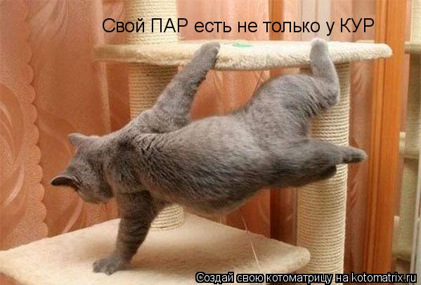 Свой ПАР есть не только у КУР... Котоматрица: Свой ПАР есть не только у КУР