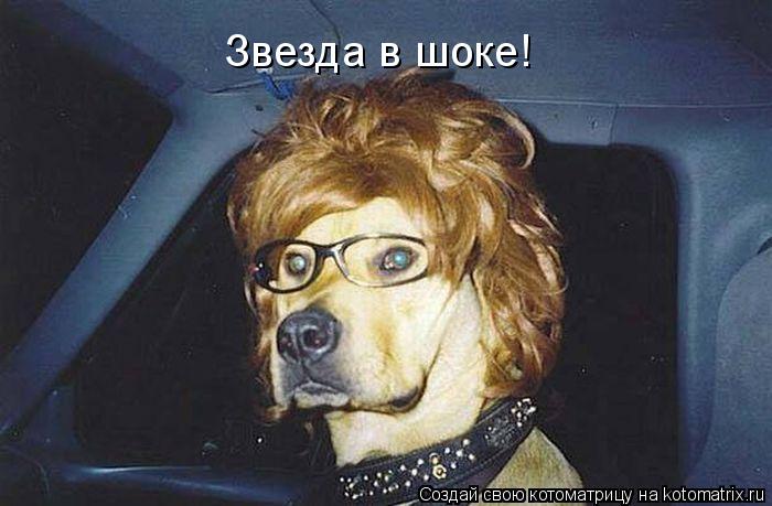 Звезда в шоке!... Котоматрица: Звезда в шоке!