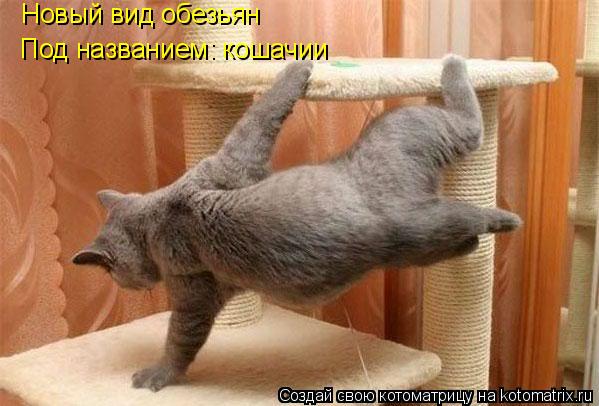 Новый вид обезьян Под названием: кошачии... Котоматрица: Новый вид обезьян Под названием: кошачии