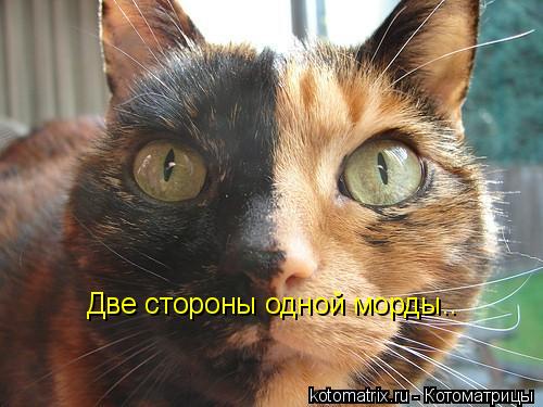 Две стороны одной морды..... Котоматрица: Две стороны одной морды..