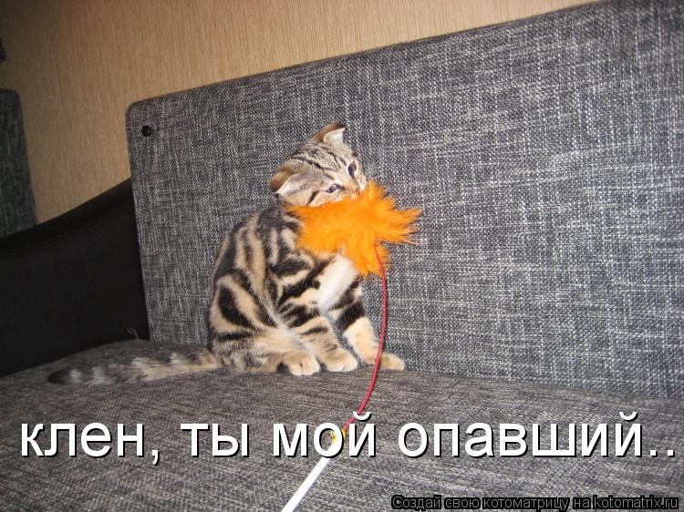 Котоматрица: клен, ты мой опавший...