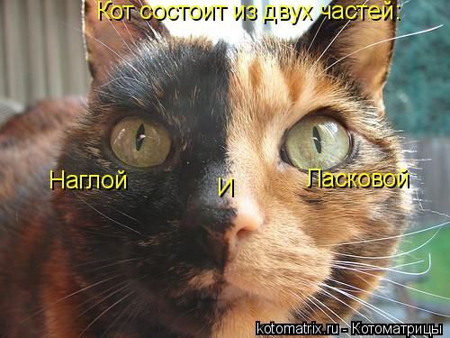 Котоматрица: Наглой И Ласковой Кот состоит из двух частей: