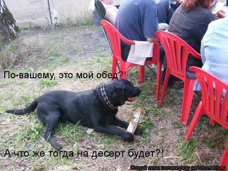 Котоматрица: А что же тогда на десерт будет?! По-вашему, это мой обед?!