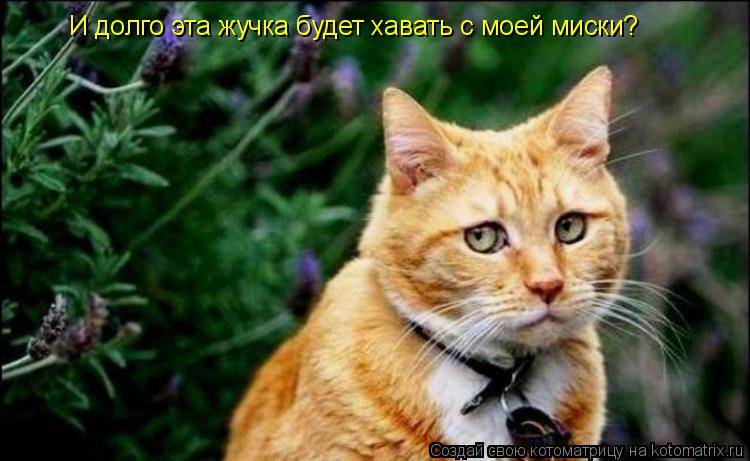 Котоматрица: И долго эта жучка будет хавать с моей миски?