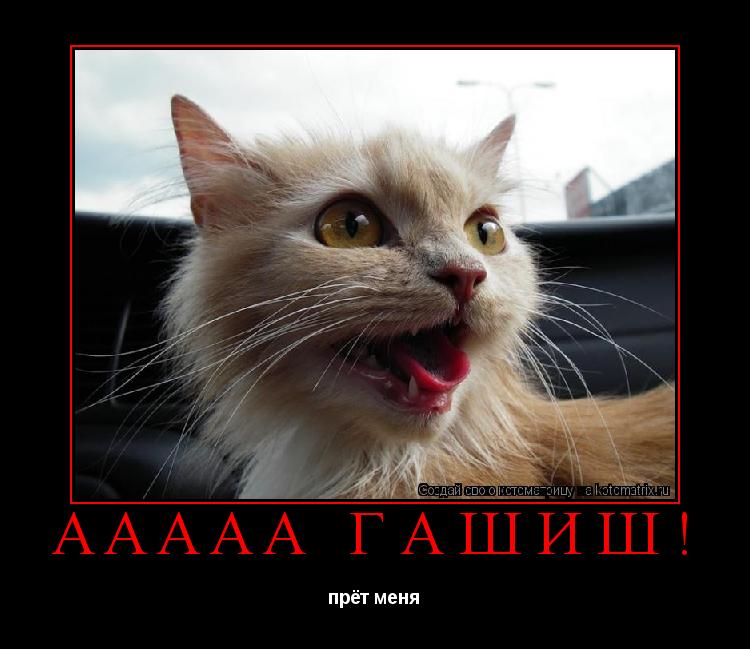 Котоматрица: AAAAA гашиш! прёт меня