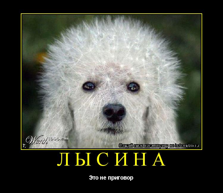 Котоматрица: Лысина Это не приговор