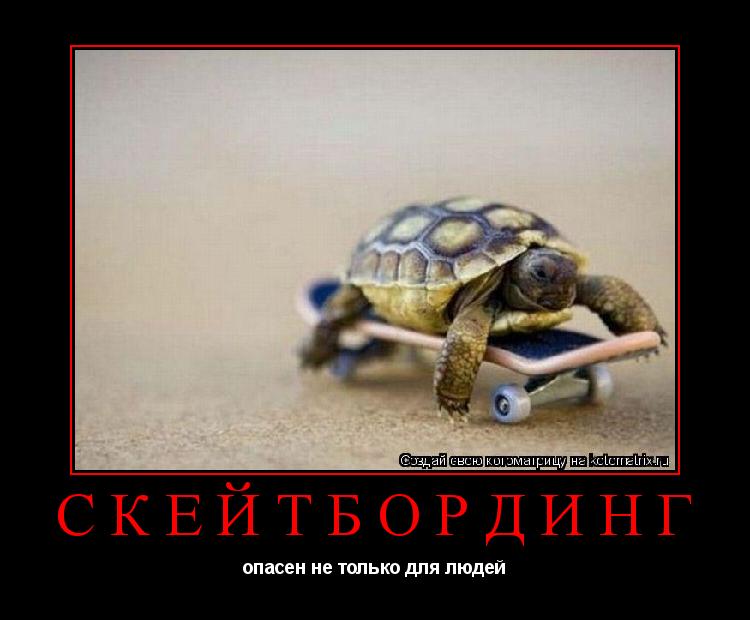 Котоматрица: Скейтбординг опасен не только для людей