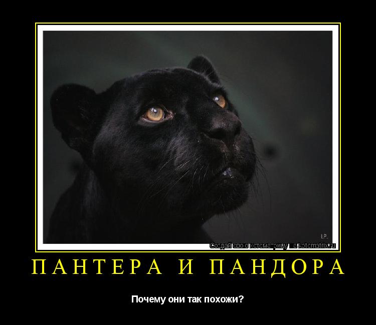 Котоматрица: Пантера и Пандора Почему они так похожи?