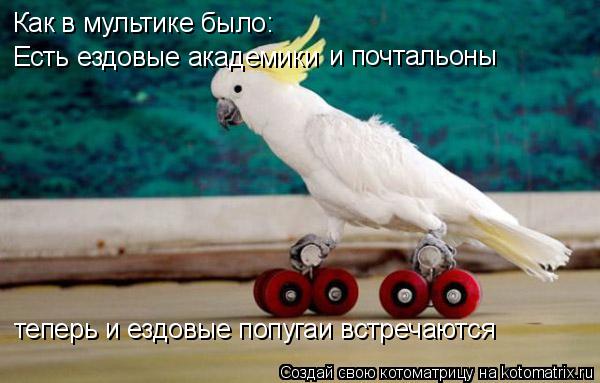Котоматрица: Как в мультике было: Есть ездовые академики и почтальоны  теперь и ездовые попугаи встречаются