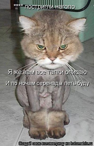 Котоматрица: **** постригли наголо Я же вам все тапки описаю И по ночам серенады петь буду