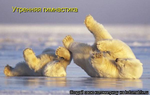 Котоматрица: Утренняя гимнастика