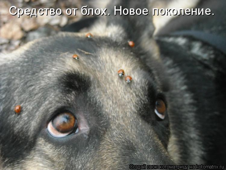 Котоматрица: Средство от блох. Новое поколение.
