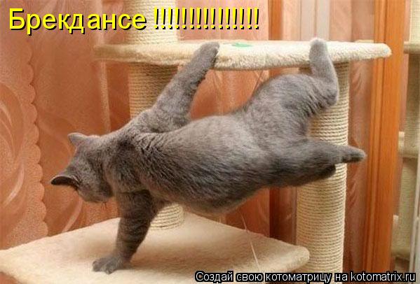 Котоматрица: Брекдансе !!!!!!!!!!!!!!!