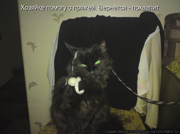 Котоматрица: Хозяйке помогу с пряжей. Вернётся - похвалит.