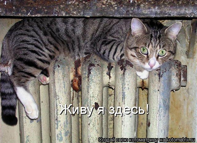 Котоматрица: Живу я здесь!