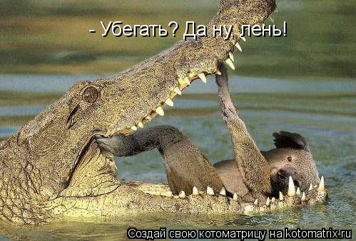 Котоматрица: - Убегать? Да ну, лень!