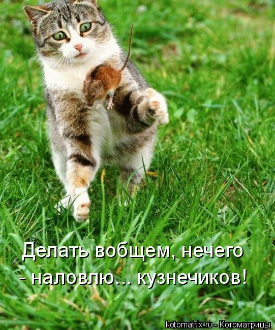 Делать вобщем, нечего - наловлю... кузнечиков!... Котоматрица: Делать вобщем, нечего - наловлю... кузнечиков!