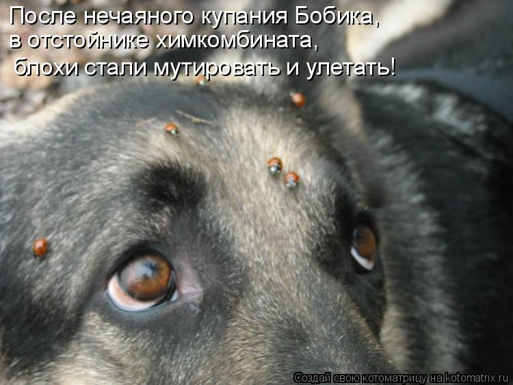 После нечаяного купания Бобика, в отстойнике химкомбината, блохи стали мутировать и улетать!... Котоматрица: После нечаяного купания Бобика, в отстойнике химкомбината, блохи стали мутировать и улетать!