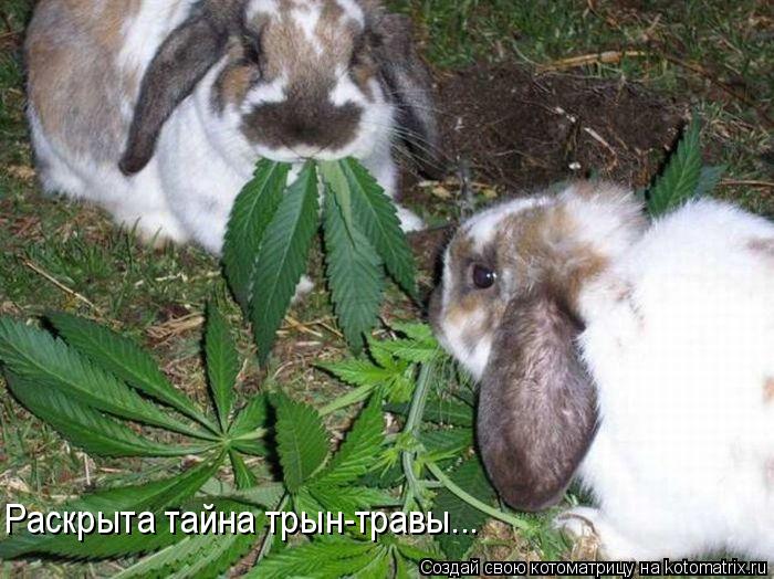 Котоматрица: Раскрыта тайна трын-травы...