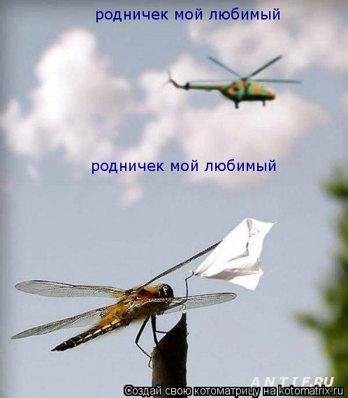 Котоматрица: родничек мой любимый родничек мой любимый