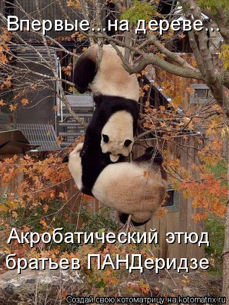 Котоматрица: Акробатический этюд братьев ПАНДеридзе Впервые...на дереве...