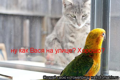 Котоматрица: ну как Вася на улице? Хорошо?