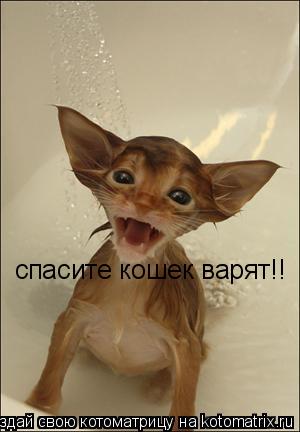 Котоматрица: спасите кошек варят!!