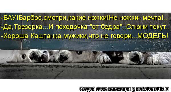 -ВАУ!Барбос,смотри,какие ножки!Не ножки- мечта!.. -Да,Трезорка...И походочка "от бедра"..Слюни текут.... Котоматрица: -ВАУ!Барбос,смотри,какие ножки!Не ножки- мечта!.. -Да,Трезорка...И походочка "от бедра"..Слюни текут.. -Хороша Каштанка,мужики,что не говори...МОД