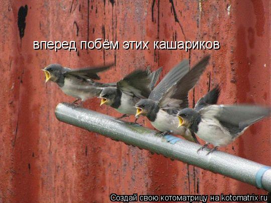 Котоматрица: вперед побём этих кашариков