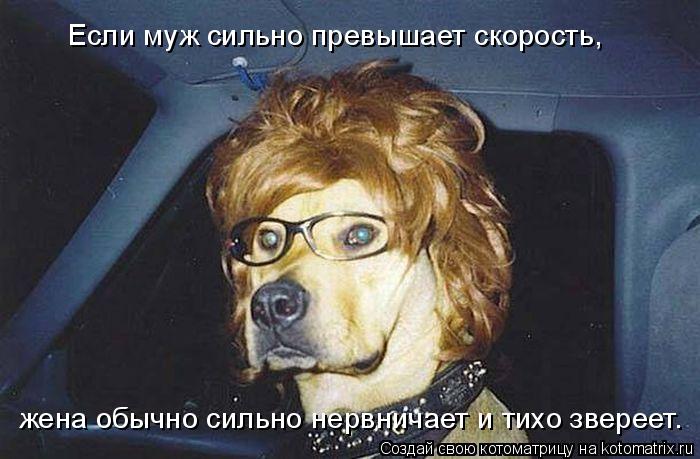 Котоматрица: Если муж сильно превышает скорость,  жена обычно сильно нервничает и тихо звереет.