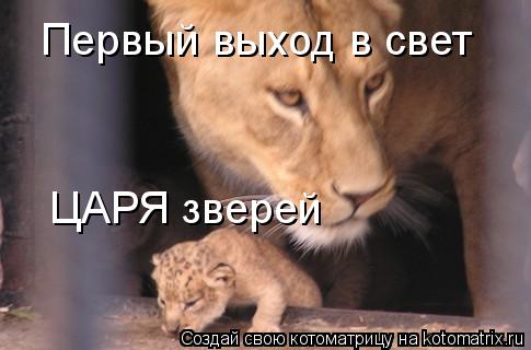 Котоматрица: Первый выход в свет ЦАРЯ зверей