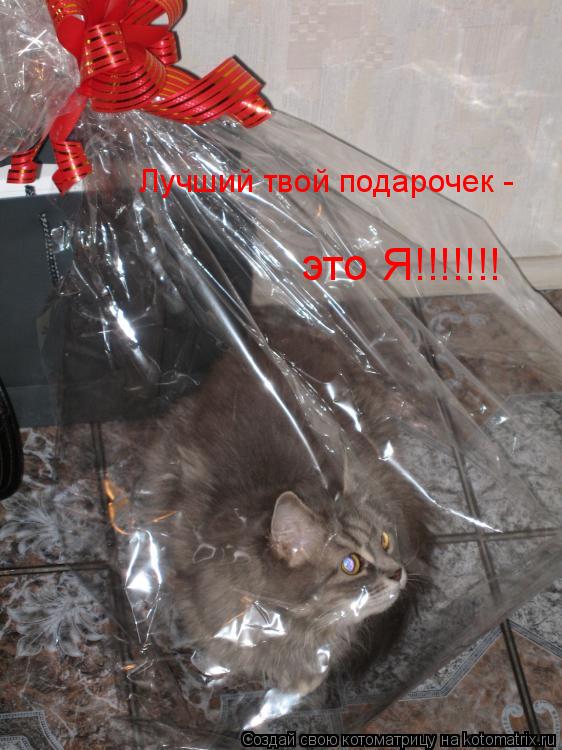 Котоматрица: Лучший твой подарочек - это Я!!!!!!!
