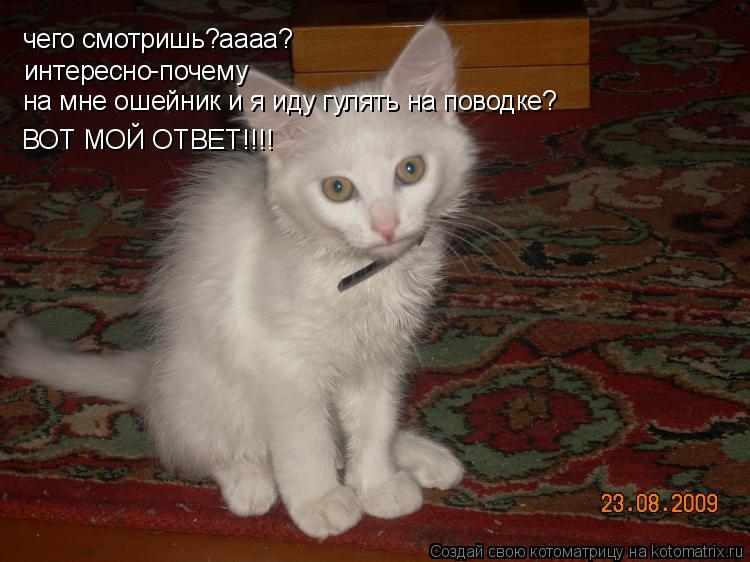 Котоматрица: чего смотришь?аааа? интересно почему  - на мне ошейник и я иду гулять на поводке? ВОТ МОЙ ОТВЕТ!!!!