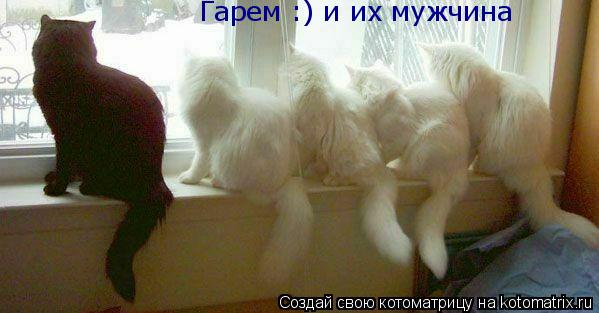 Котоматрица: Гарем :) и их мужчина