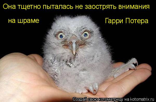 Котоматрица: Она тщетно пыталась не заострять внимания на шраме Гарри Потера