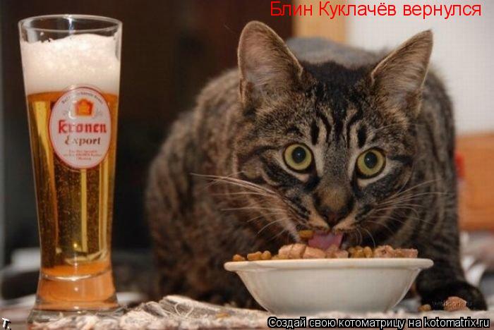 Котоматрица: Блин Куклачёв вернулся