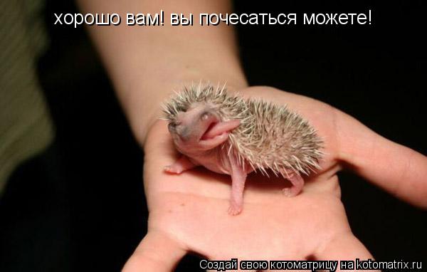 Котоматрица: хорошо вам! вы почесаться можете!