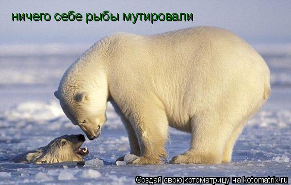 ничего себе рыбы мутировали... Котоматрица: ничего себе рыбы мутировали