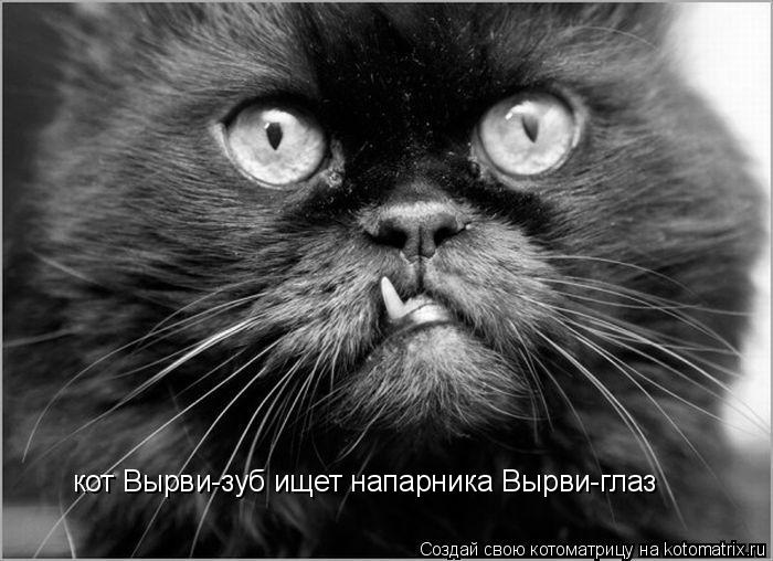 Котоматрица: кот Вырви-зуб ищет напарника Вырви-глаз